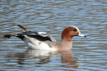 Eurasian Wigeon 愛知県豊橋市運動公園水神池 Sun, 1/16/2022