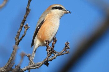 Bull-headed Shrike 愛知県豊橋市運動公園水神池 Sun, 1/16/2022