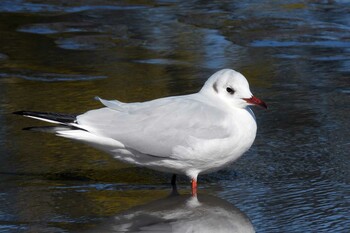 Black-headed Gull 愛知県豊橋市運動公園水神池 Sun, 1/16/2022