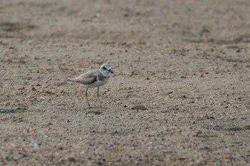 Greater Sand Plover 三重県 Sat, 7/29/2017