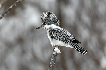 Crested Kingfisher 札幌 Sat, 1/15/2022