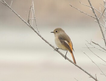 2022年1月10日(月) 渡良瀬遊水地の野鳥観察記録