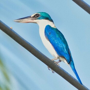 Collared Kingfisher Khao Sam Roi Yot National Park Thu, 1/13/2022