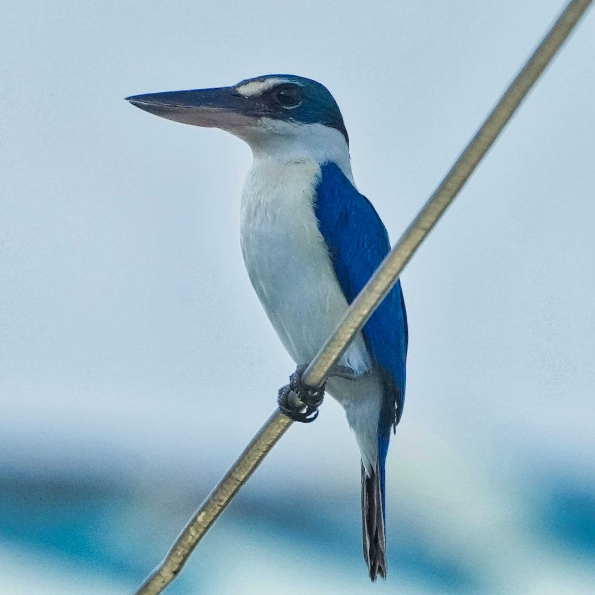 Collared Kingfisher