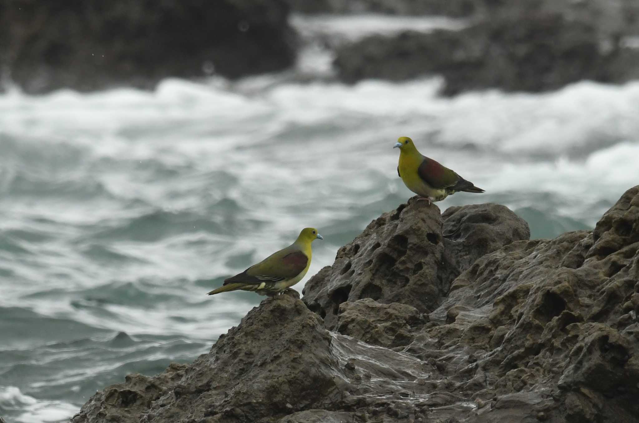 Photo of White-bellied Green Pigeon at Terugasaki Beach by あひる