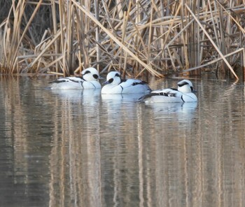 2022年1月10日(月) 新横浜公園の野鳥観察記録