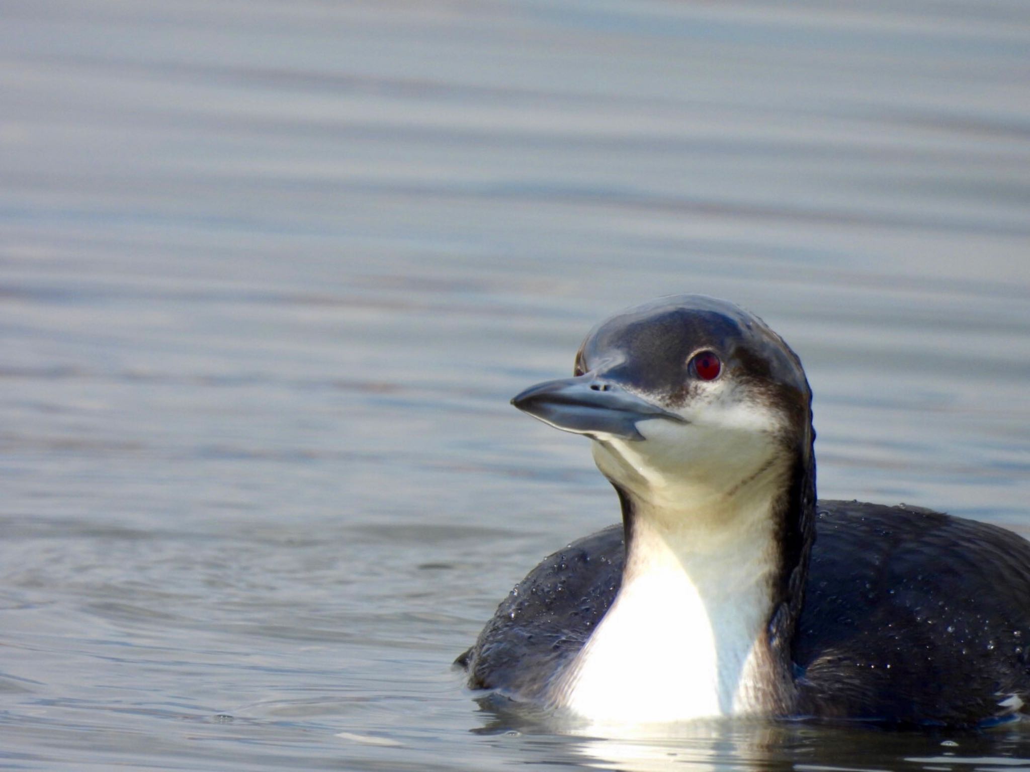 Black-throated Loon