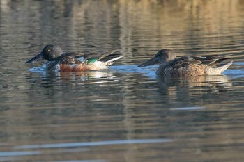 ハシビロガモ 新横浜公園 2022年1月16日(日)