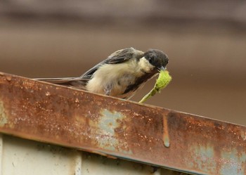 Japanese Tit Terugasaki Beach Sun, 7/30/2017