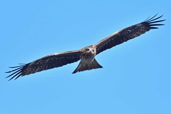 Black Kite 大沼(宮城県仙台市) Sat, 1/15/2022