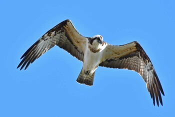 Osprey 大沼(宮城県仙台市) Sat, 1/15/2022