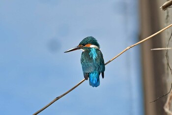 Common Kingfisher 大沼国立公園 Sat, 1/15/2022