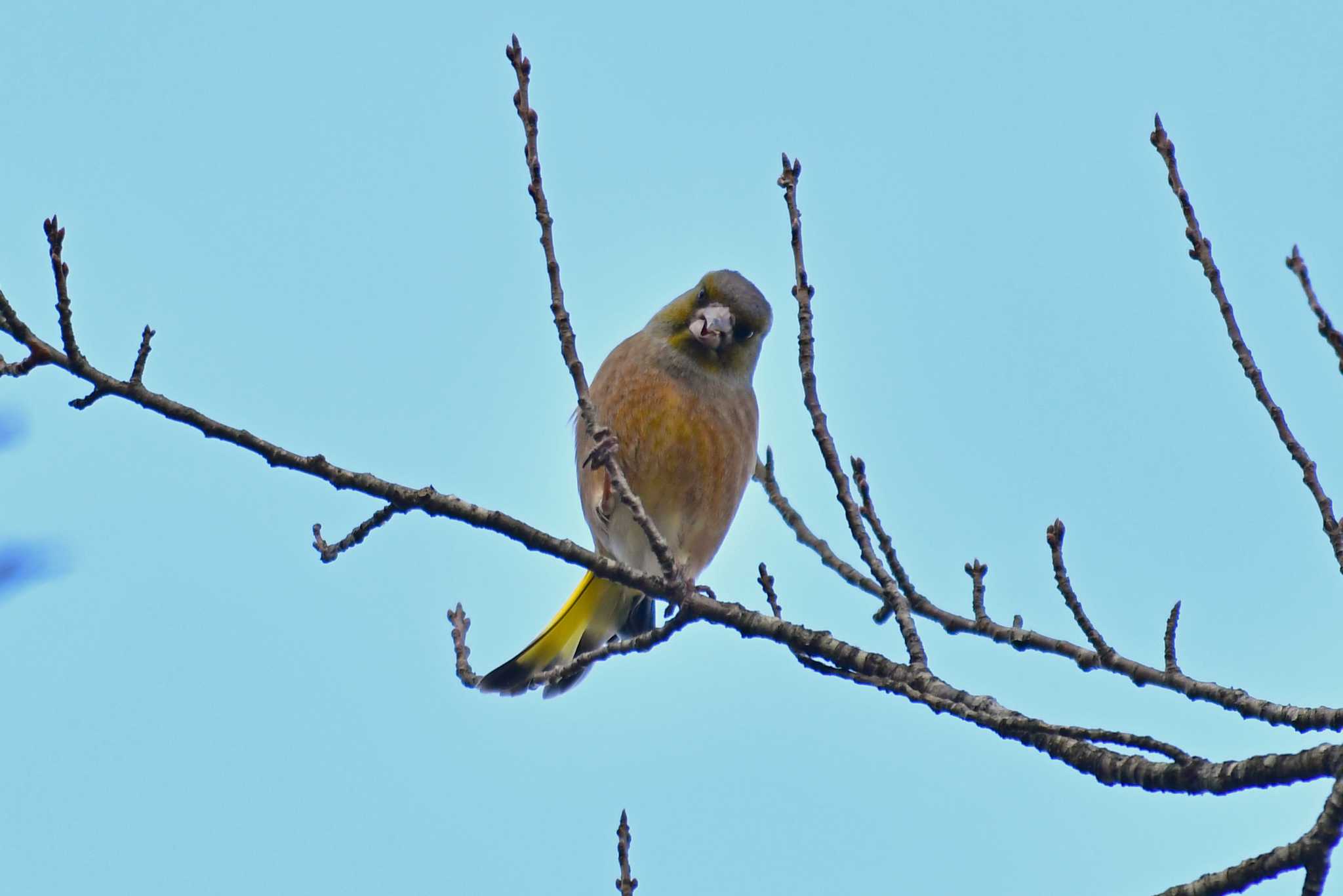 Photo of Eurasian Siskin at 大沼(宮城県仙台市) by Keiichi TAKEDA