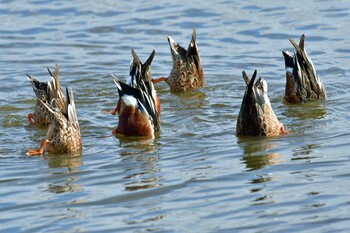 Northern Shoveler 大沼(宮城県仙台市) Sat, 1/15/2022