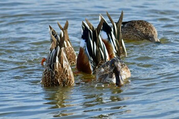 Northern Shoveler 大沼(宮城県仙台市) Sat, 1/15/2022