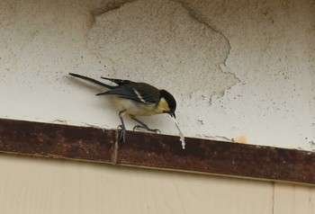 Japanese Tit Terugasaki Beach Sun, 7/30/2017