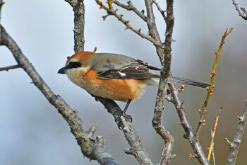 Bull-headed Shrike 大沼(宮城県仙台市) Sat, 1/15/2022