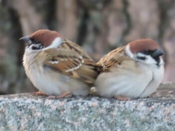 Eurasian Tree Sparrow 岡山後楽園 Mon, 1/17/2022