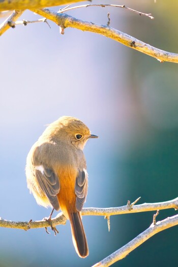 2022年1月16日(日) 埼玉県秩父市の野鳥観察記録