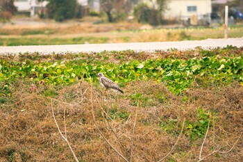 2022年1月15日(土) 埼玉県熊谷市の野鳥観察記録