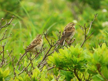 Chestnut-eared Bunting Kirigamine Highland Wed, 7/26/2017