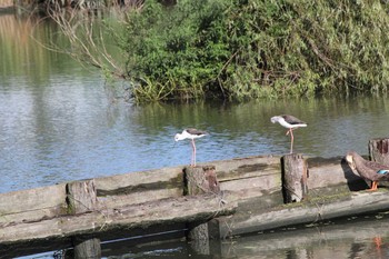 Black-winged Stilt Isanuma Mon, 8/29/2016