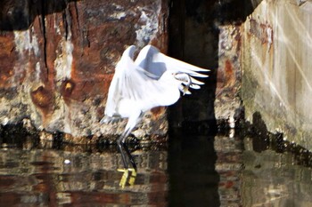 Little Egret 荒川ロックゲート Mon, 11/29/2021