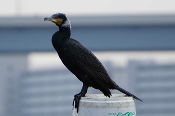 カワウ 荒川 2021年12月1日(水)