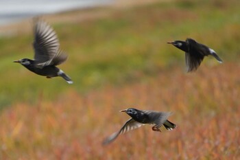 White-cheeked Starling 荒川河川敷 Wed, 12/1/2021