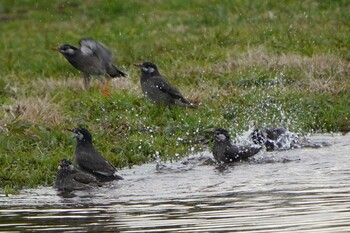 White-cheeked Starling 荒川河川敷 Fri, 12/10/2021