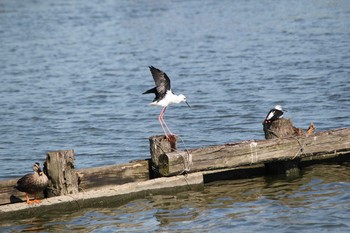 Black-winged Stilt Isanuma Fri, 8/26/2016