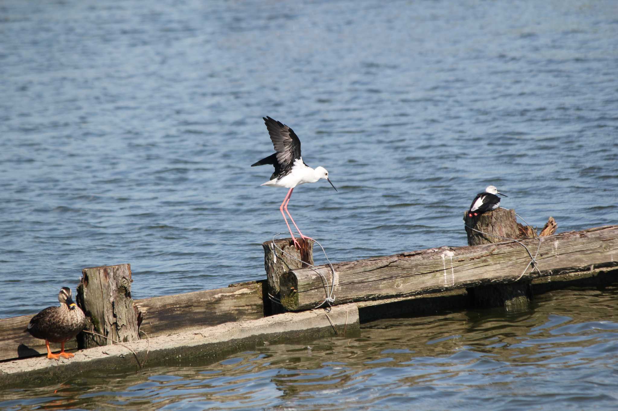 Photo of Black-winged Stilt at Isanuma by 目指せ400