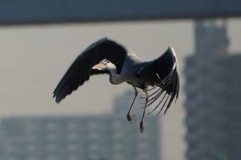 Grey Heron 荒川 Sat, 12/11/2021