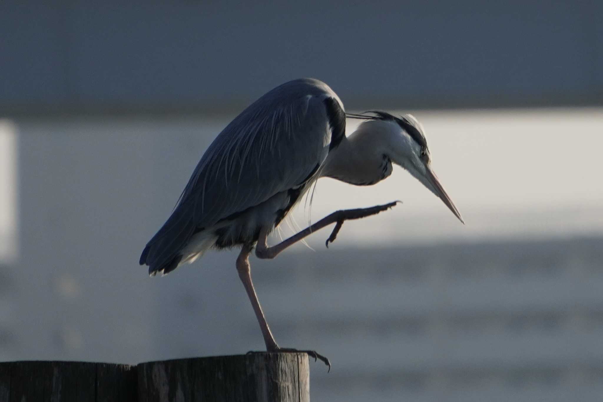 Photo of Grey Heron at 荒川 by 藤原奏冥