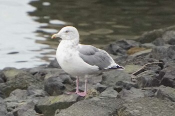 Vega Gull 荒川 Tue, 12/14/2021