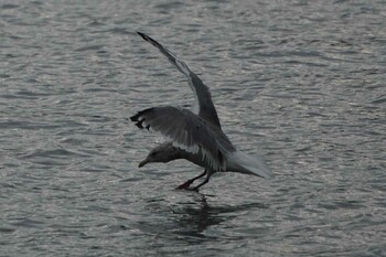 Vega Gull 荒川 Tue, 12/14/2021