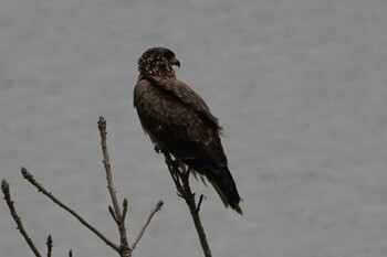 Black Kite 荒川 Tue, 12/14/2021