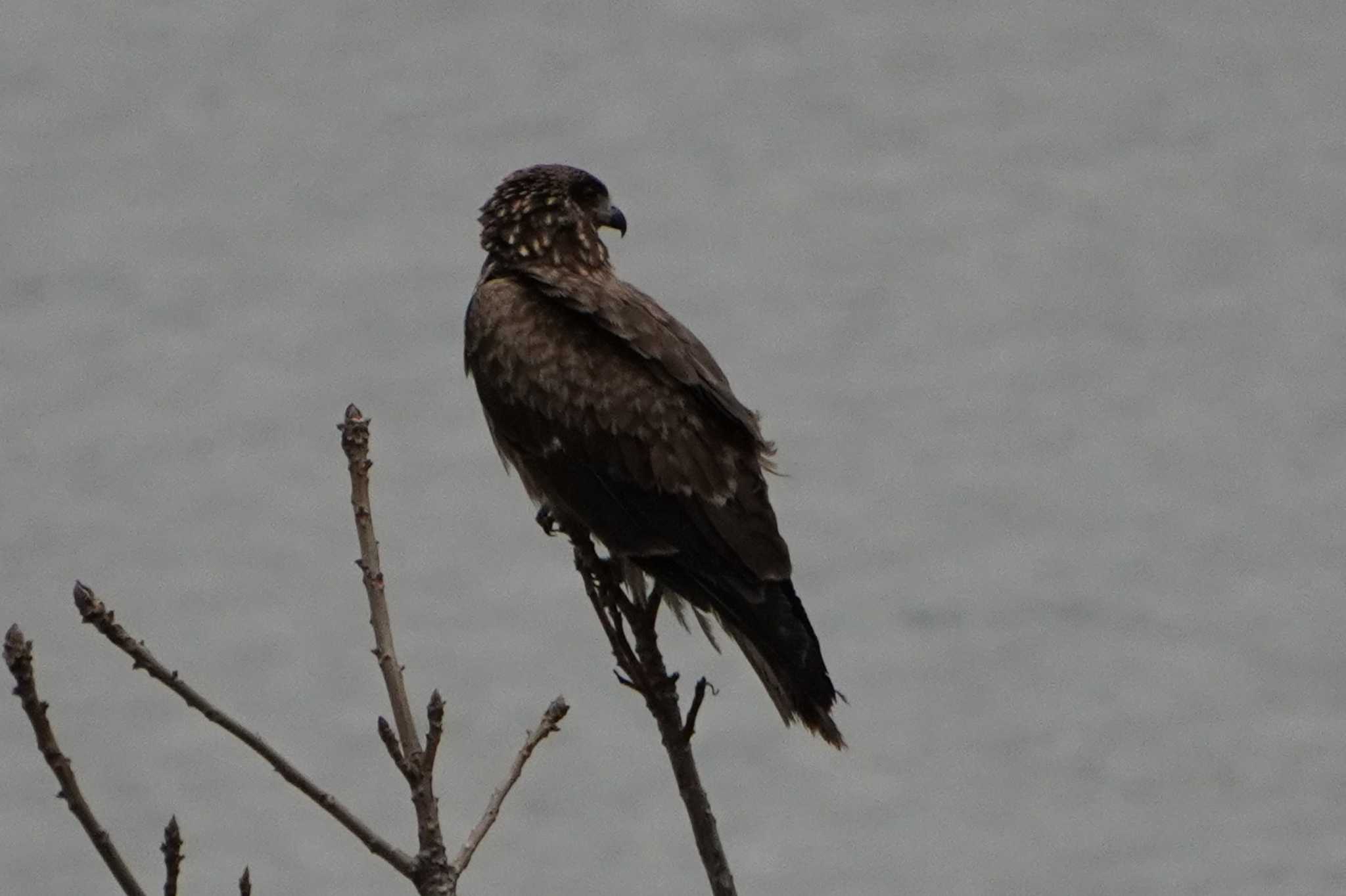 Photo of Black Kite at 荒川 by 藤原奏冥