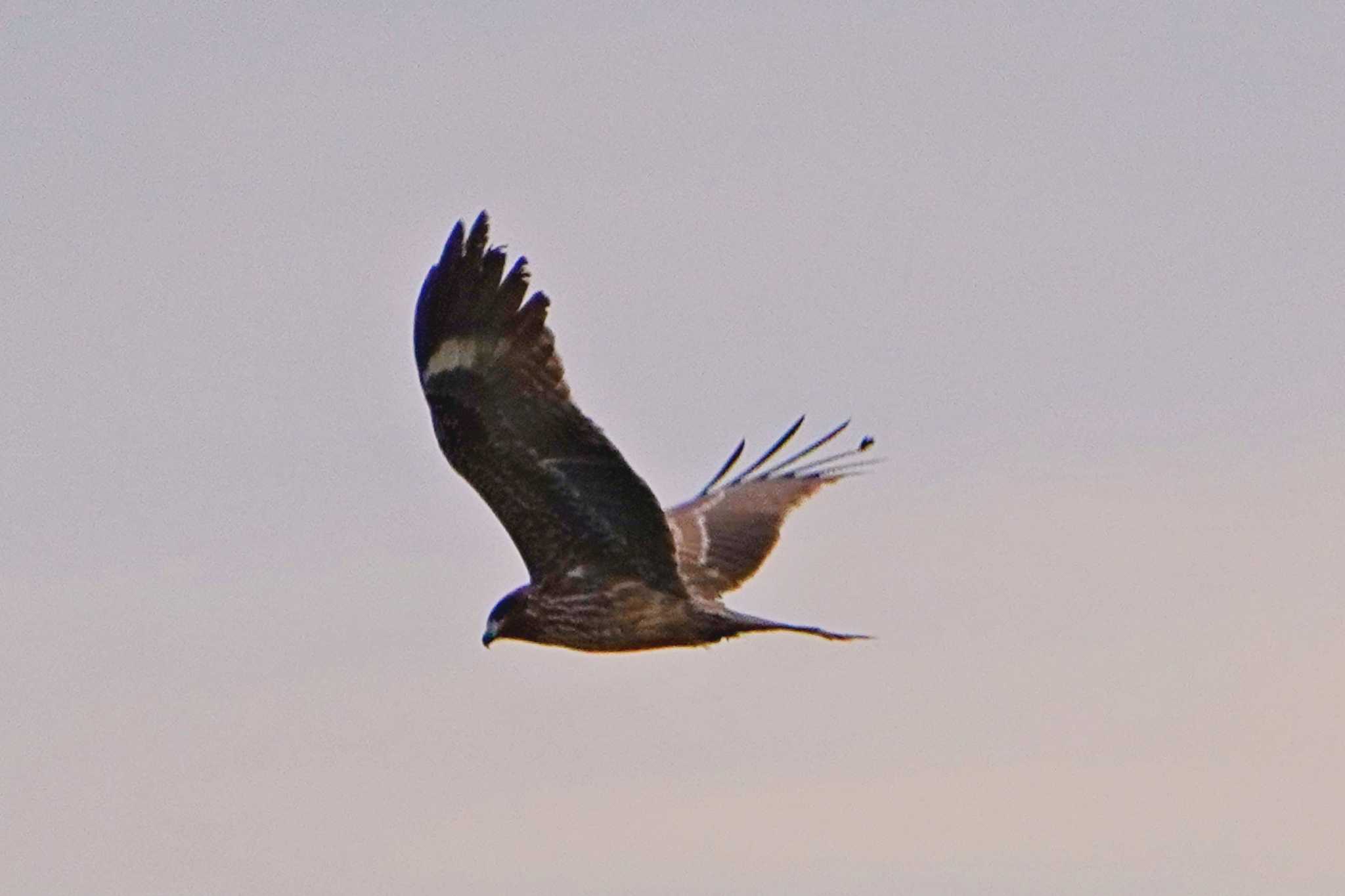 Photo of Black Kite at 荒川 by 藤原奏冥