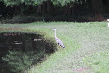 アオサギ 秋ヶ瀬公園 2016年9月12日(月)