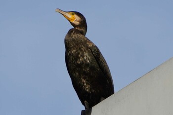 Great Cormorant 荒川ロックゲート Thu, 12/16/2021