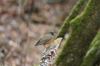 Brown-headed Thrush Yanagisawa Pass Mon, 5/15/2017