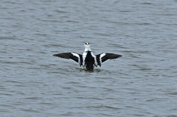 Smew 大沼(宮城県仙台市) Sun, 1/16/2022