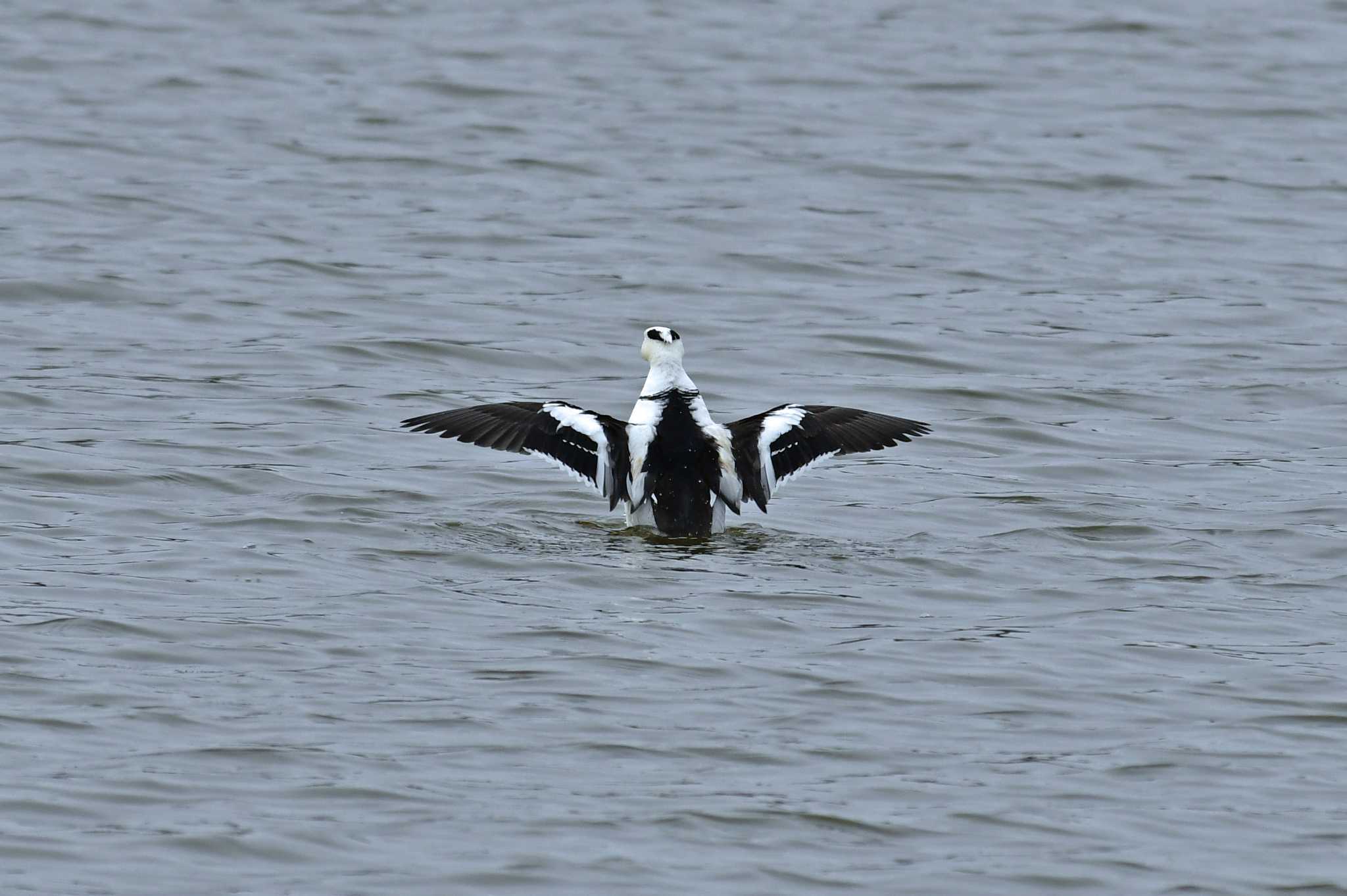 Photo of Smew at 大沼(宮城県仙台市) by Keiichi TAKEDA