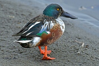 Northern Shoveler 大沼(宮城県仙台市) Sun, 1/16/2022