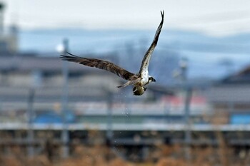 Osprey 大沼(宮城県仙台市) Sun, 1/16/2022