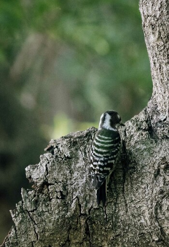 Japanese Pygmy Woodpecker 神戸市保久良山 Sat, 1/15/2022