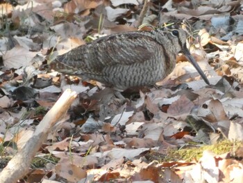 2022年1月16日(日) 舞岡公園の野鳥観察記録