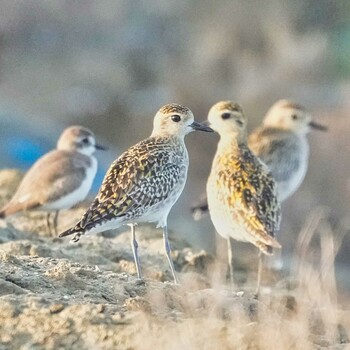 Pacific Golden Plover Khao Sam Roi Yot National Park Thu, 1/13/2022