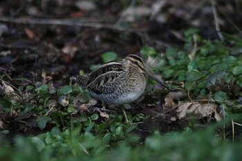 Common Snipe 21世紀の森と広場(千葉県松戸市) Mon, 1/17/2022